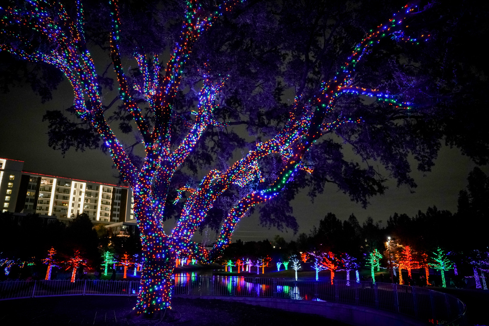 A large tree with lights and a pond with trees along the pond edge