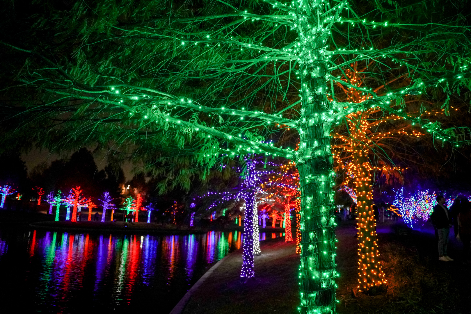 Trees along a pond lit up with Christmas lights