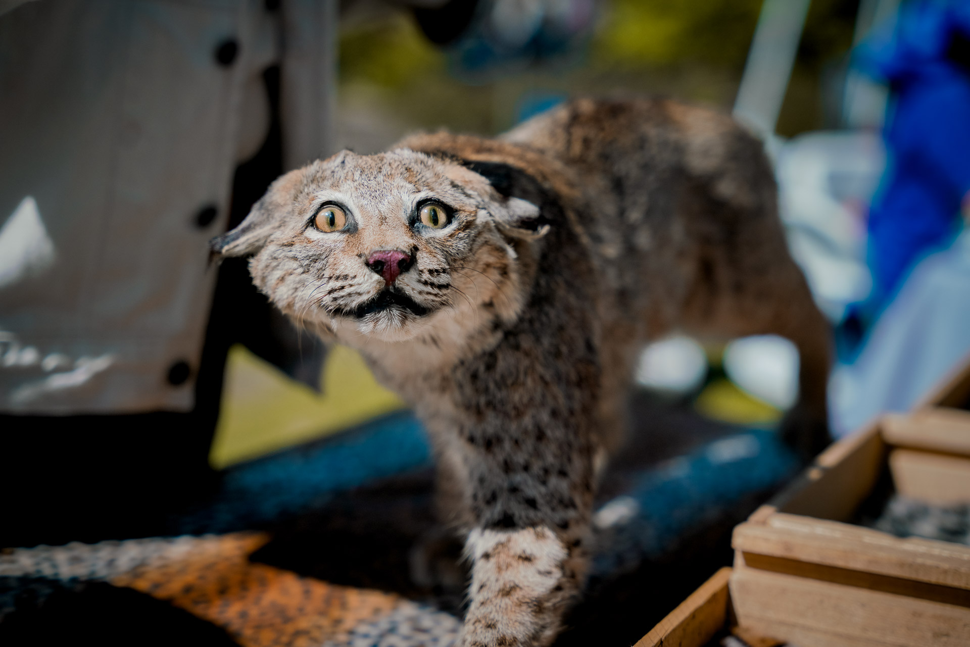 A taxidermied bobcat