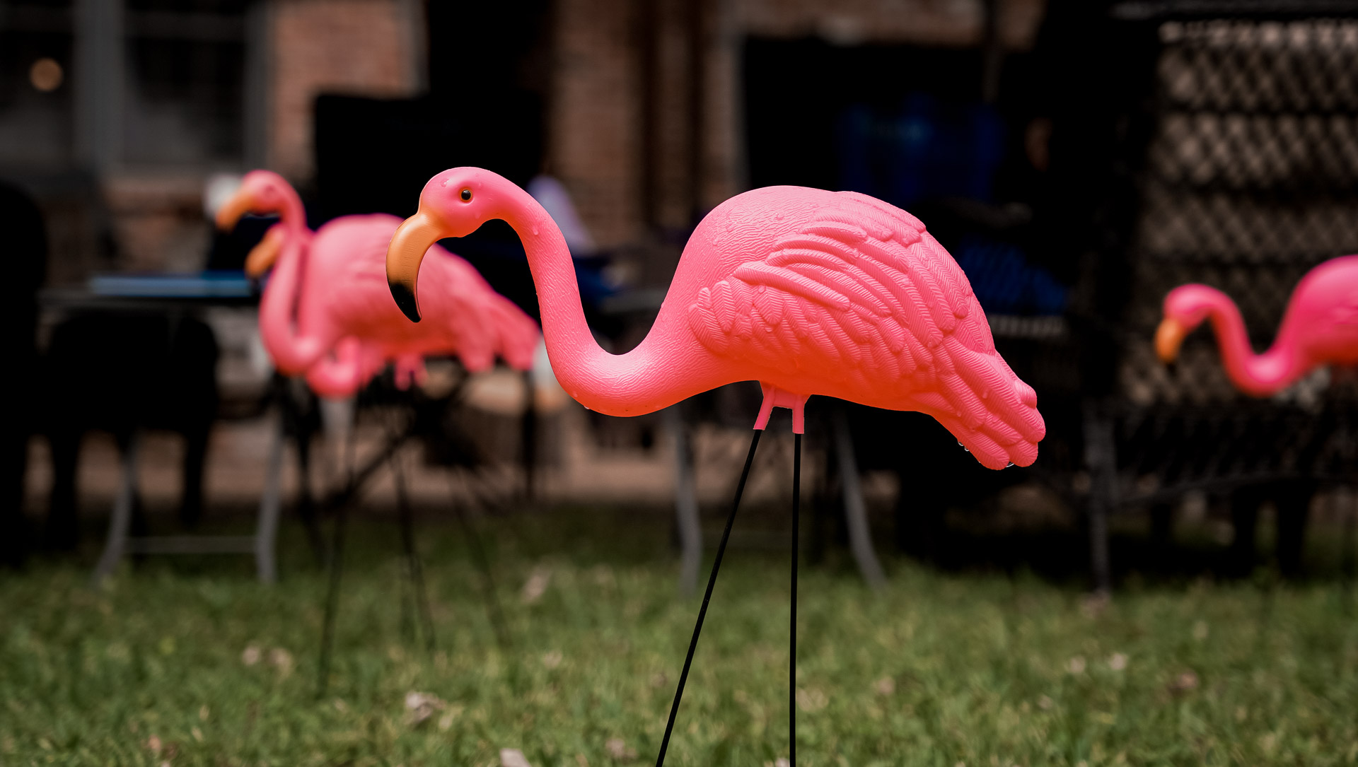 Pink yard flamingos