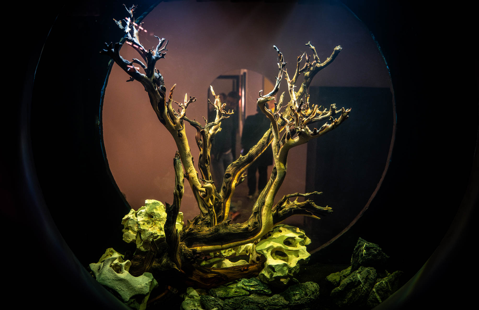An art piece made of wood and rocks inside an aquarium-like tank